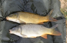 Carpes