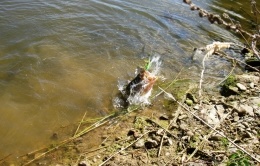 Black bass