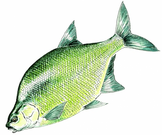 Illustration : FNPF
