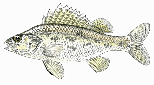 Illustration : FNPF