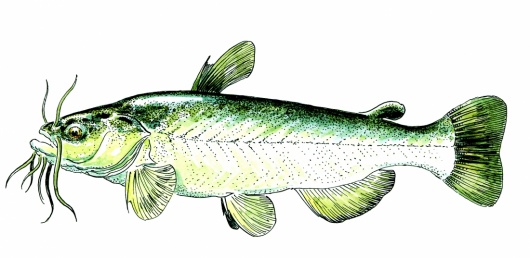 Illustration : FNPF