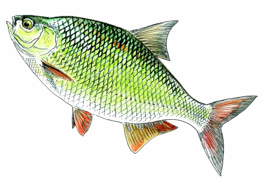 Illustration : FNPF