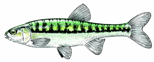 Illustration : FNPF