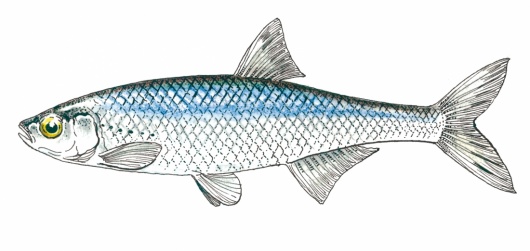 Illustration : FNPF