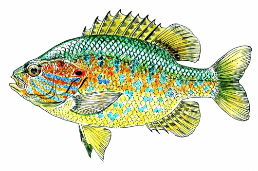 Illustration : FNPF