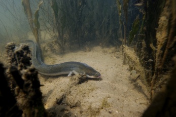 Anguille europ&eacute;enne (Anguilla anguilla)