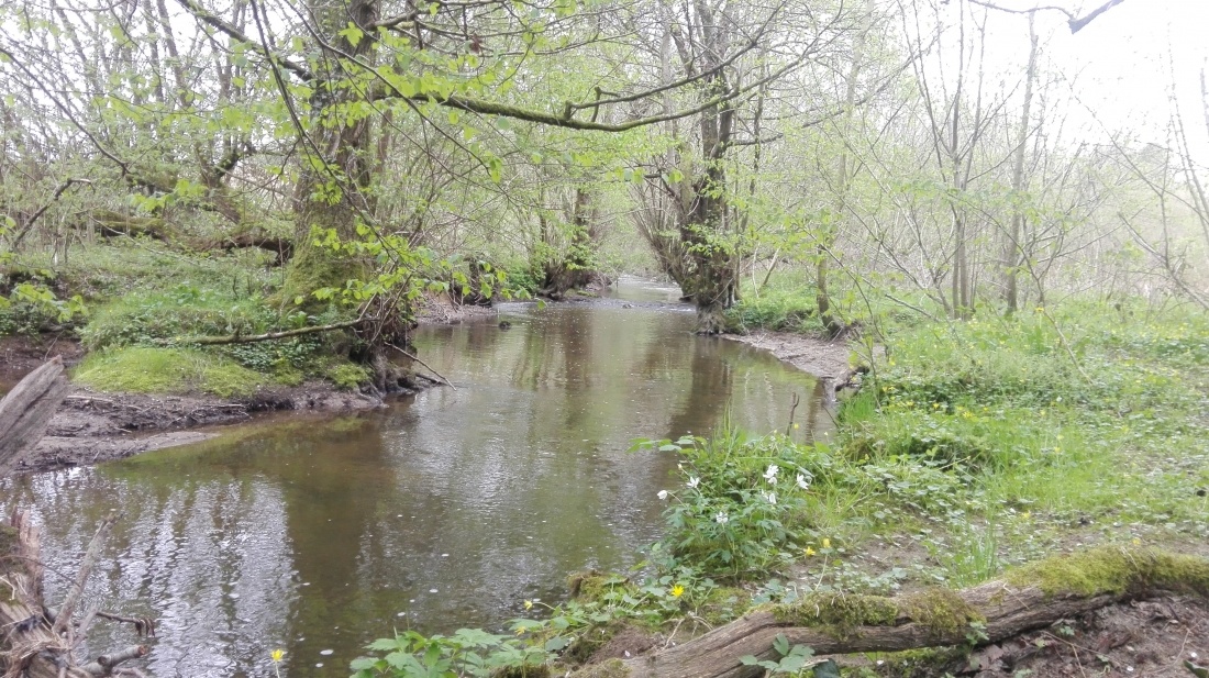 Ripisylve diversifiée sur la rivière la Mayenne