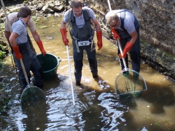 P&ecirc;che de sauvegarde, Mayenne