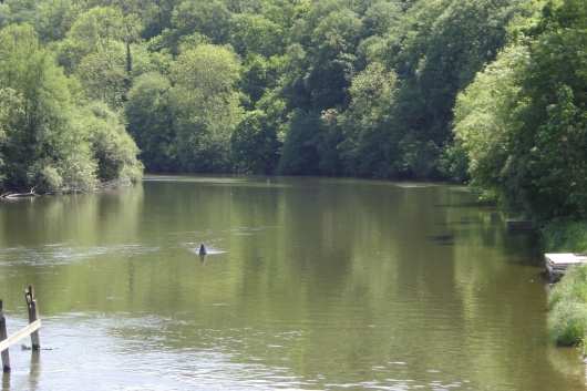 Rivi&egrave;re  Mayenne