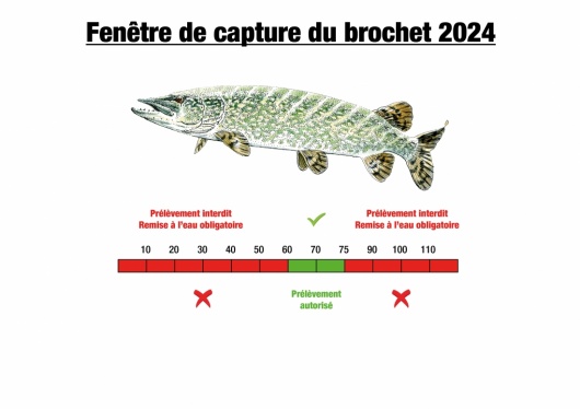 Fen&ecirc;tre de capture