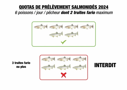 Nouveau quota de pr&eacute;l&egrave;vement des salmonid&eacute;s